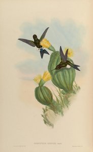 Eriocnemis simplex = Eriocnemis cupreoventris de John Gould